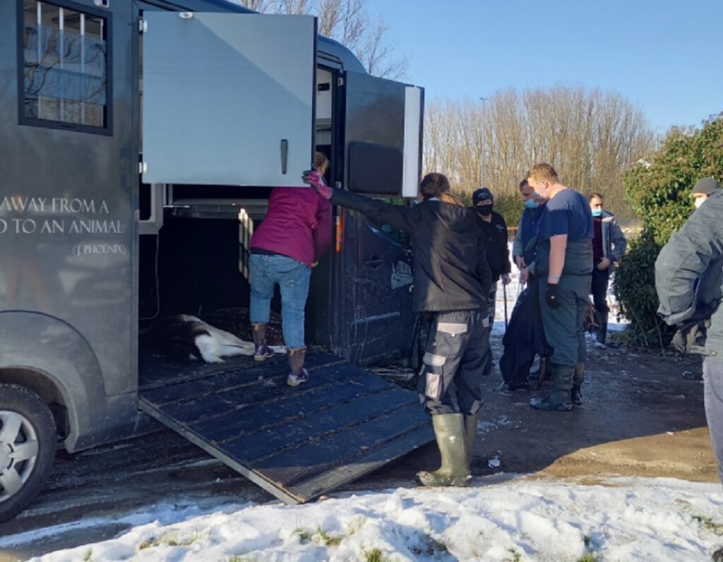 Opnieuw schrijnende toestand dierenwelzijn op weide Bruggeveld aan E40