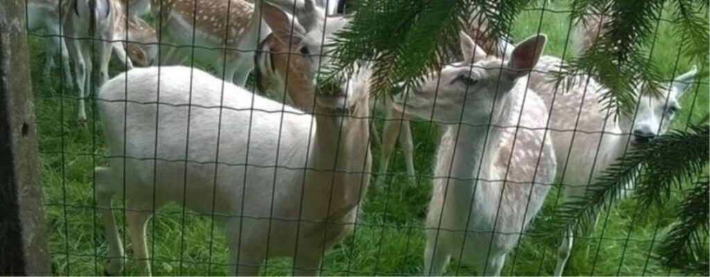 Dierenmeldingen in top tien van politie Dilbeek